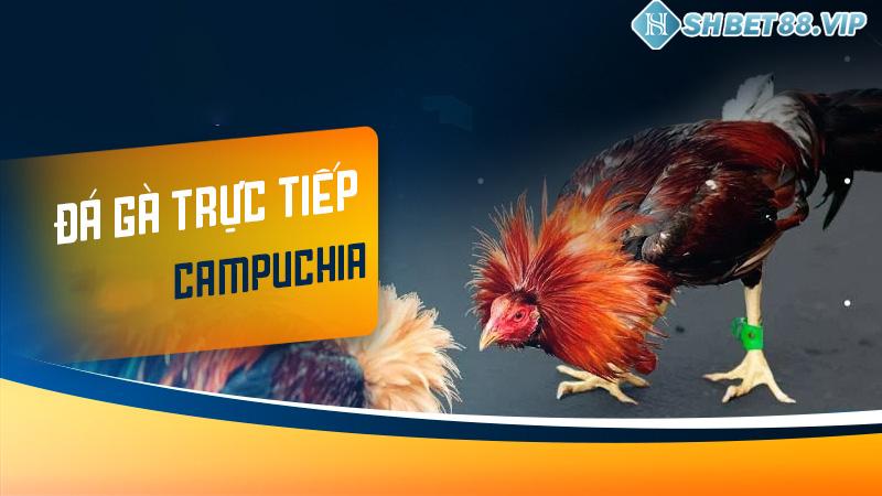 Đôi nét về loại hình đá gà trực tiếp Campuchia