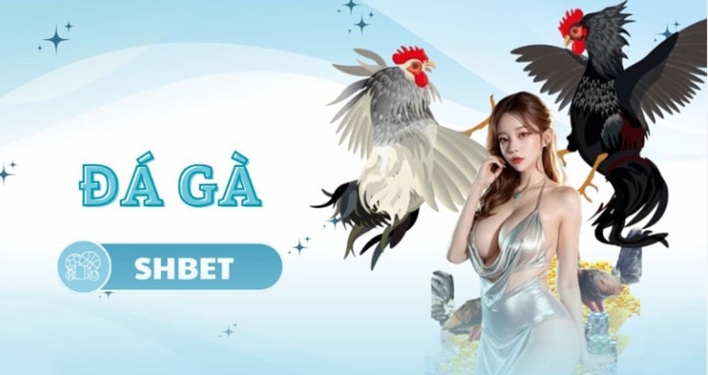 Chơi đá gà tại Shbet được gì?