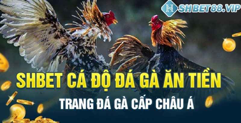 Các hình thức đá gà trực tiếp tại Shbet