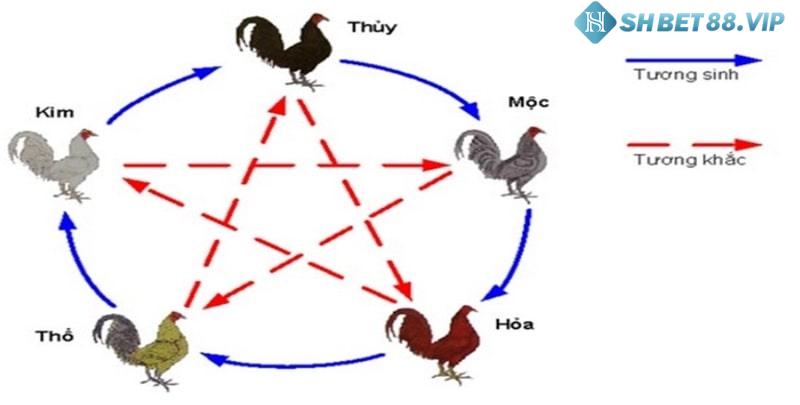 Xem màu mệnh gà đá giúp tăng khả năng chiến thắng của gà khi ra trận 