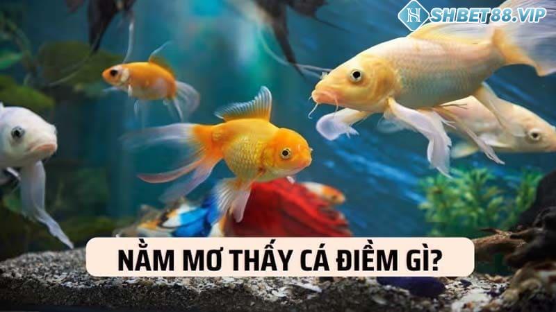 Khám phá điềm báo tâm linh giấc mơ thấy cá trong tương lai gần