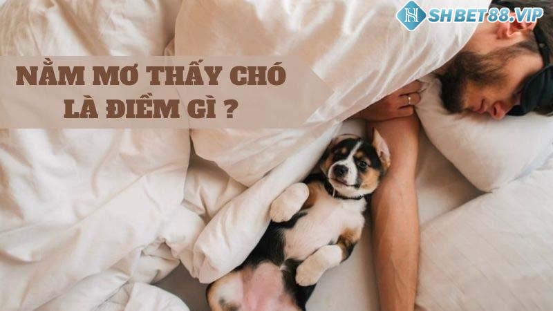 Giải mã chi tiết về điềm báo giấc mơ thấy chó