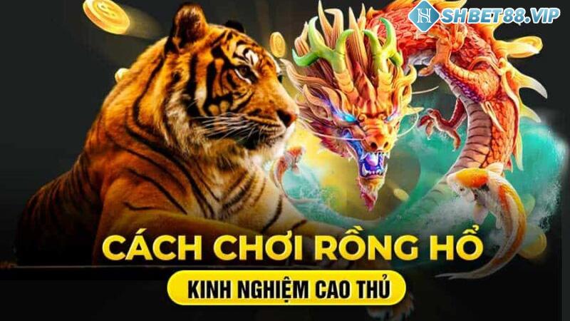 Học hỏi kinh nghiệm từ cao thủ để tăng tỷ lệ thắng lớn từ game bài casino rồng hổ