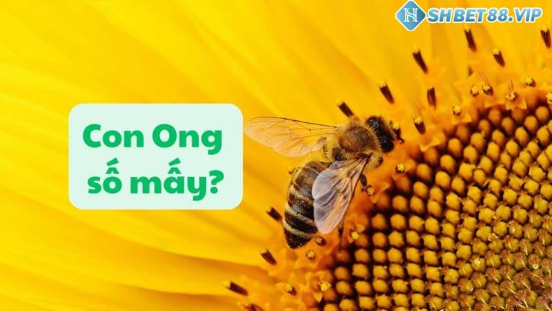 Bộ số lô đề con ong số mấy khi ngủ mơ thấy ong chuẩn nhất